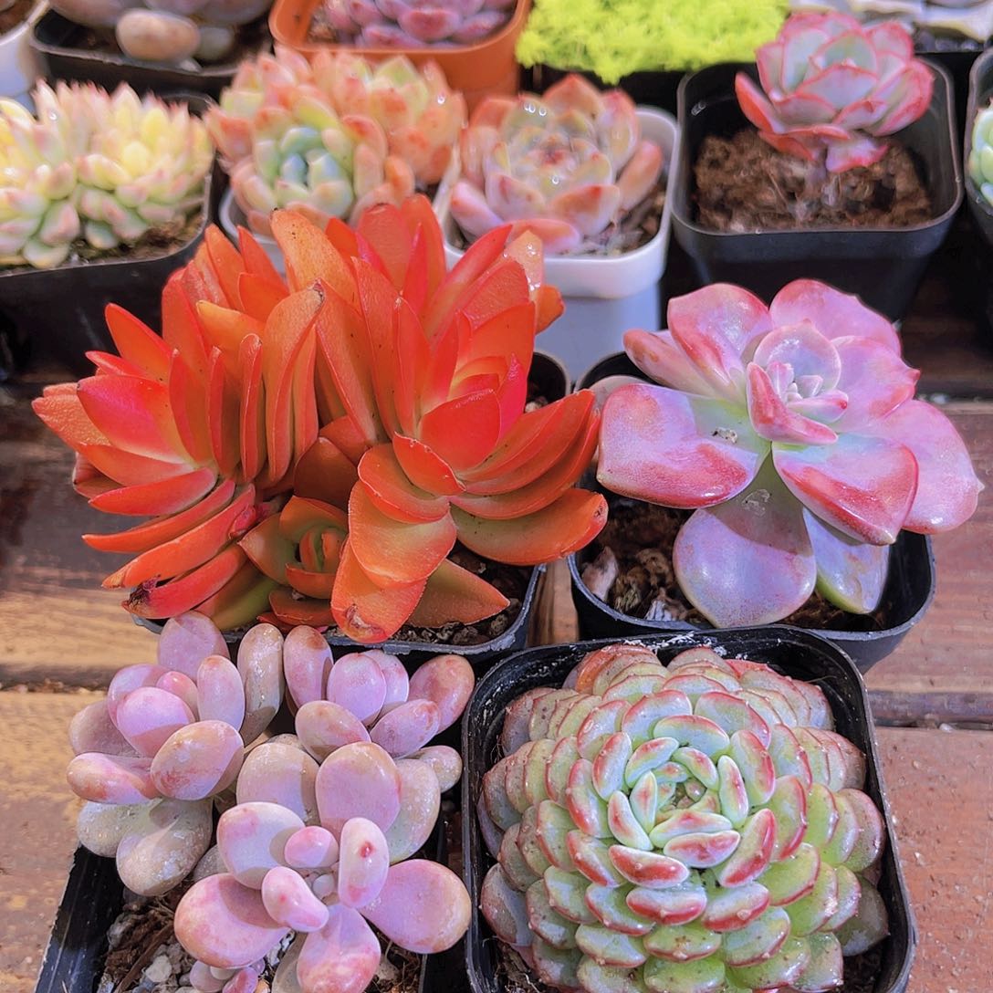 火祭群➕桃蛋➕白胖子➕紫乐