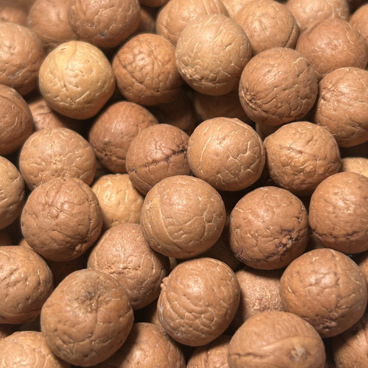 散籽13-14mm凤眼菩提，100颗+