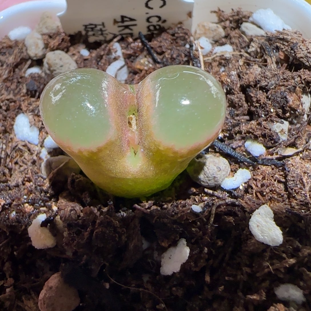 肉锥多肉植物百科-CR1393磁铁