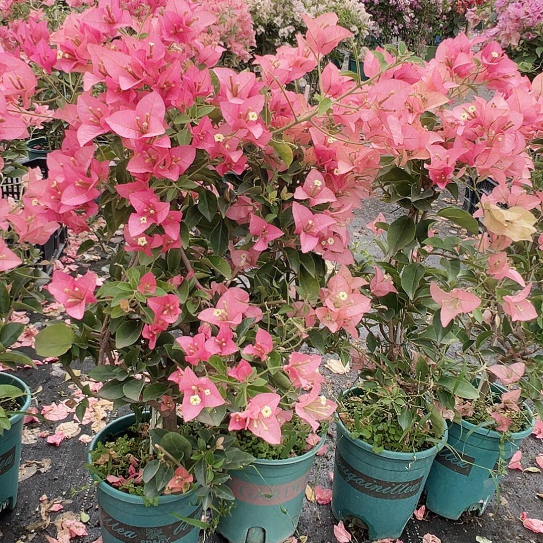 大部分花苞少量开放卡亚塔带竹一棵