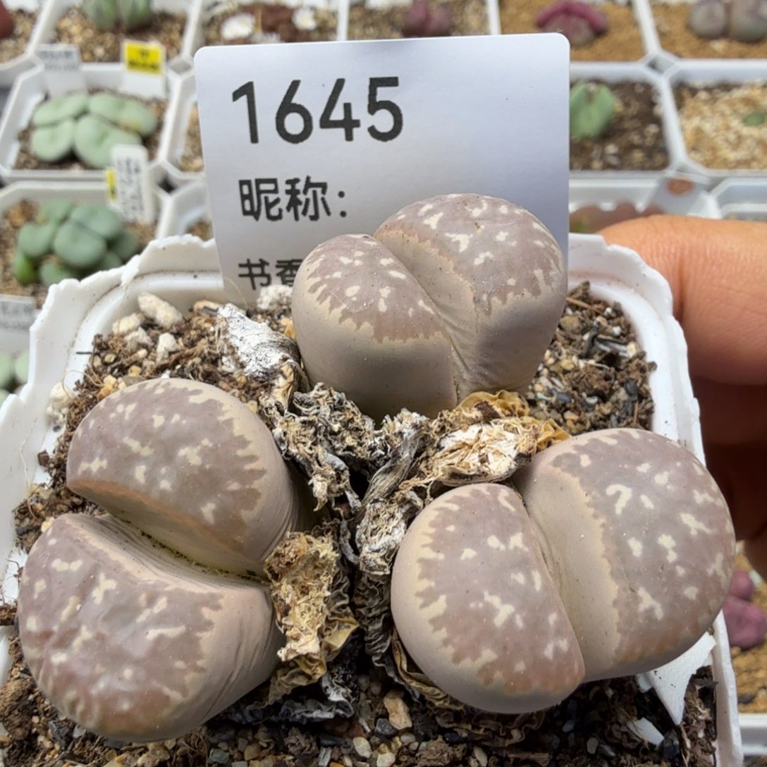 多肉植物多肉多肉