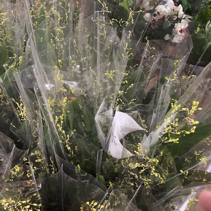 全部花苞米色梦乡兰