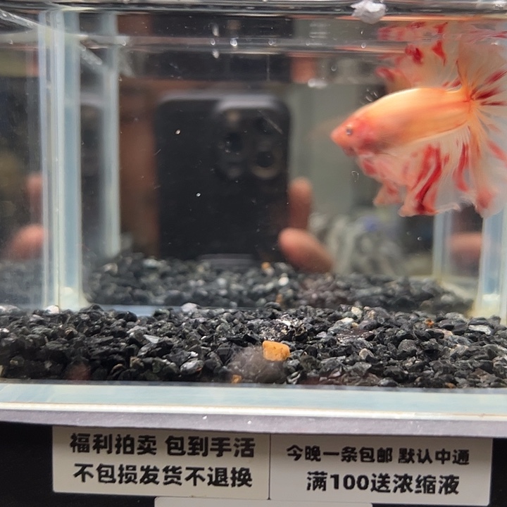 斗鱼竞拍跑单拉黑