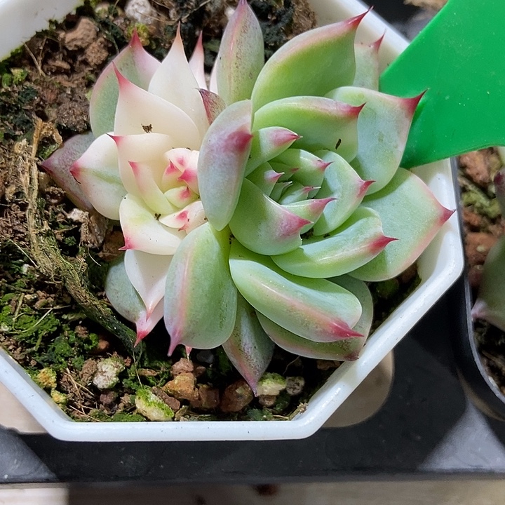 多肉植物吉娃娃锦884多肉