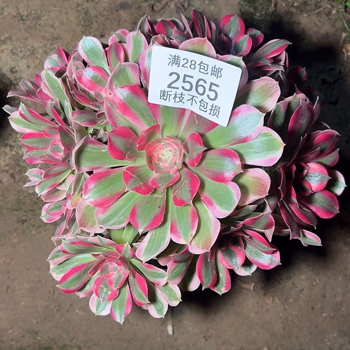 2565七彩石多肉植物