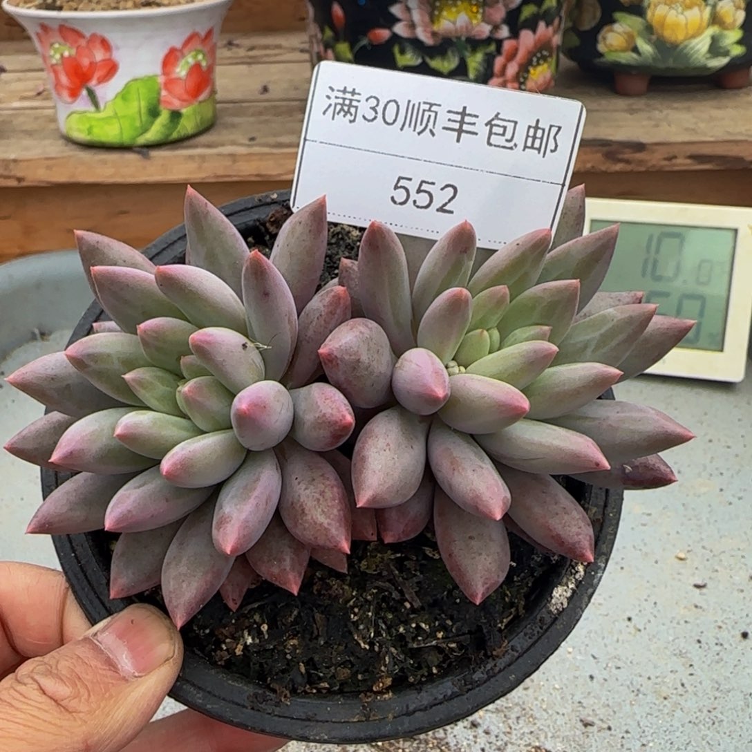 552红蜻蜓多肉双头