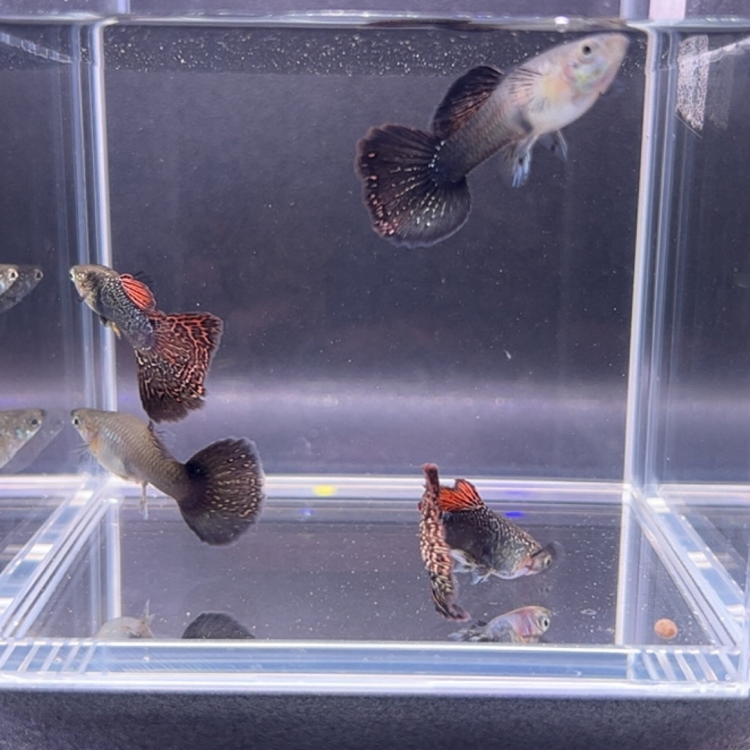 七彩龙鳞孔雀鱼公母搭配好养耐活（录开箱视频，签收2小时不包赔）