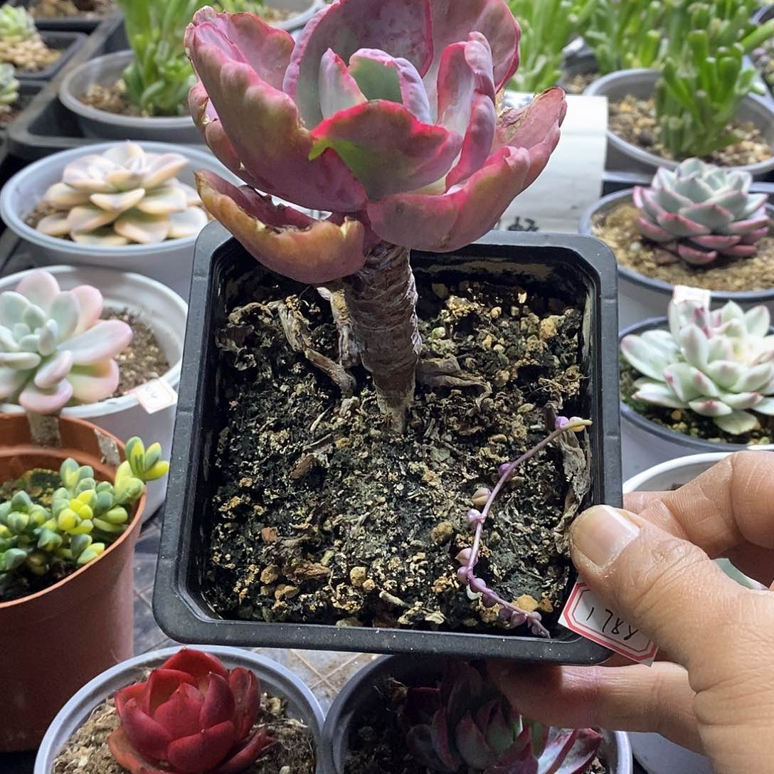 1788飞云锦多肉植物