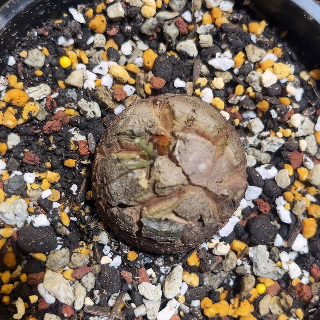 550龟甲龙5847646888