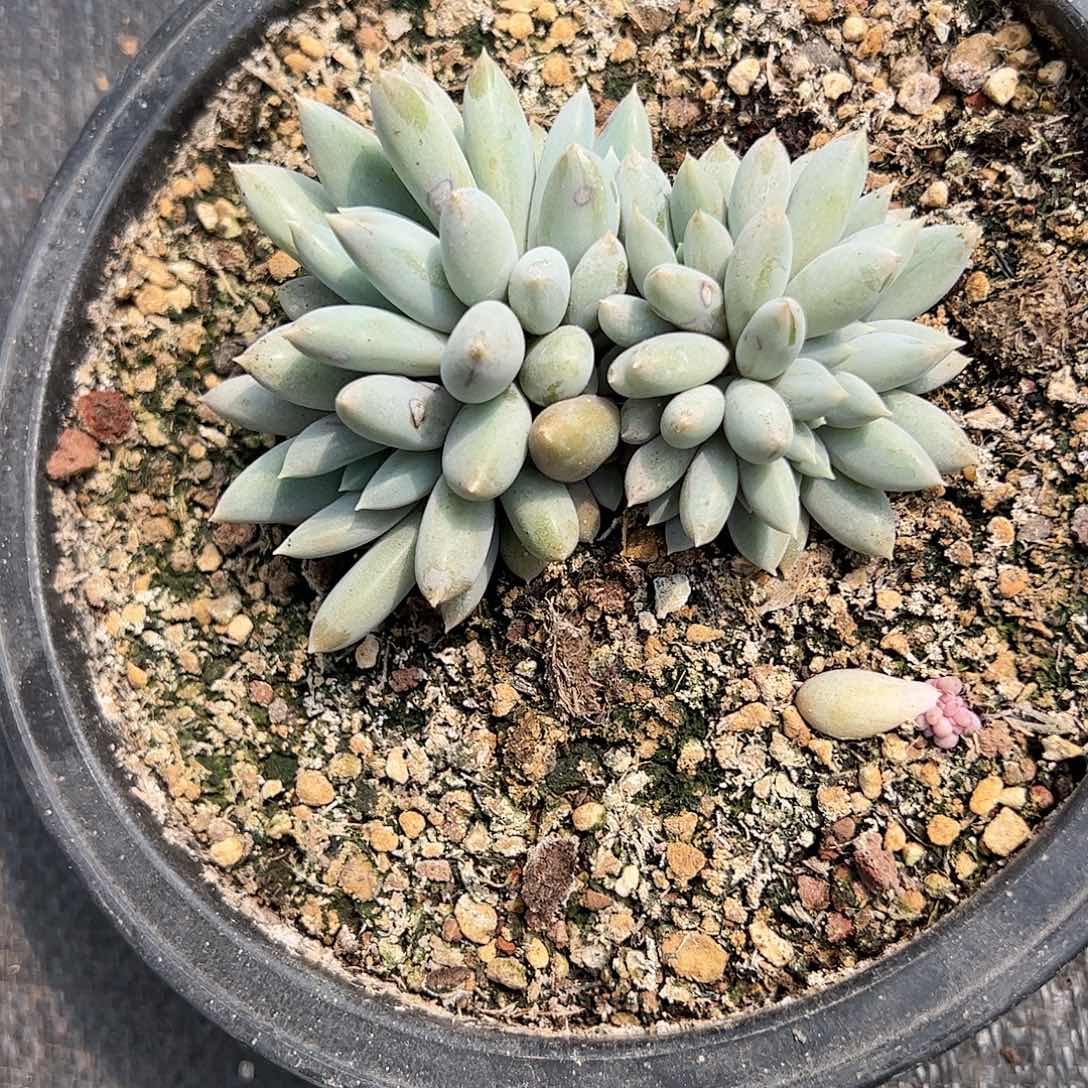 【闪购商品】哥特缀多肉植物