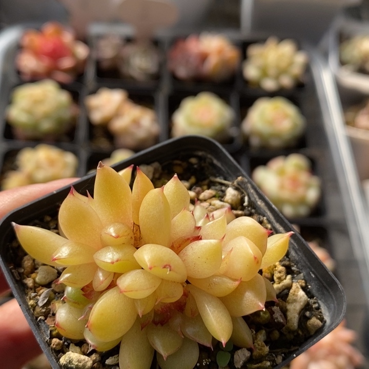 糖果珍妮 多肉 11.28