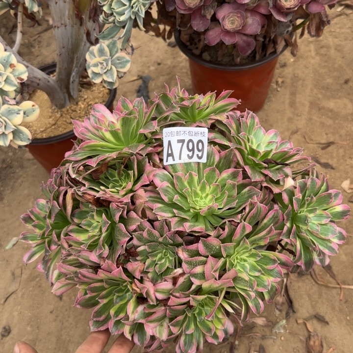 天河……多肉植物……