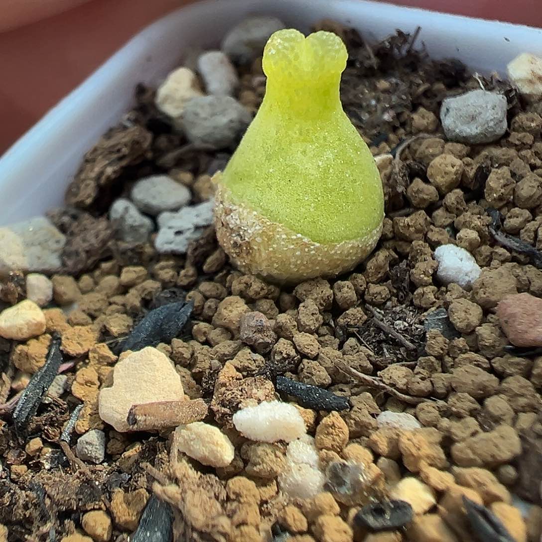 427巨型小葫芦带盆土发货