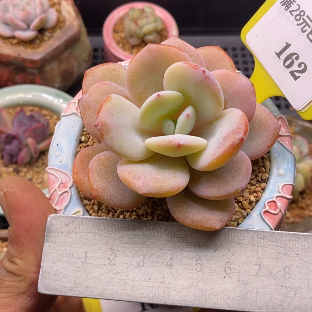 5162精控奶茶单头的