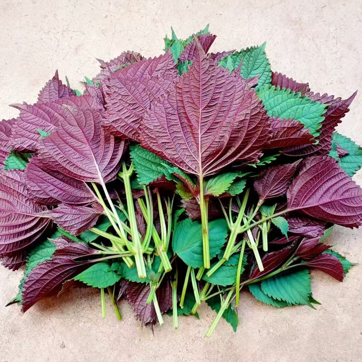 新鲜现摘紫苏紫苏叶食用鱼虾可去腥香料苏子叶烤肉鱼生带长杆发货