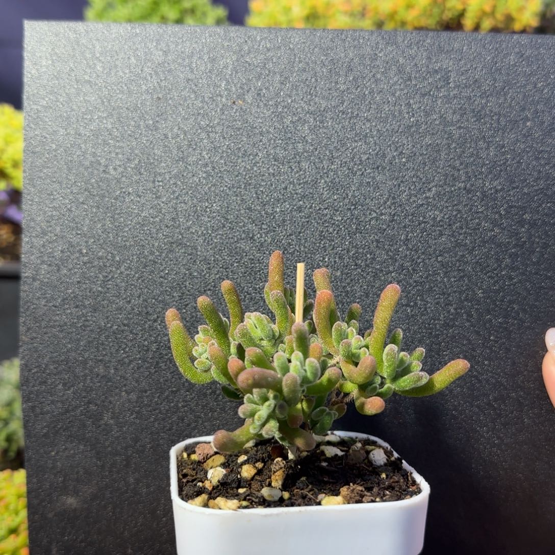 dy0586胖墩墩荔枝直杆三岔