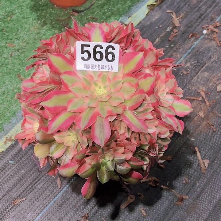 【闪购商品】万**甜566女巫花2-8