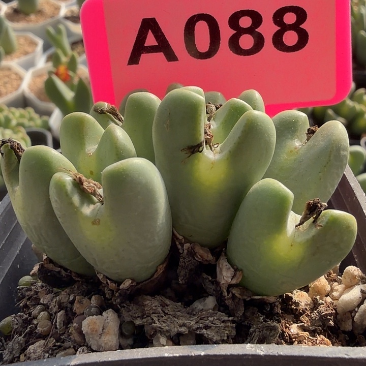 老***堡苹果手机也有很多问题了啊笑