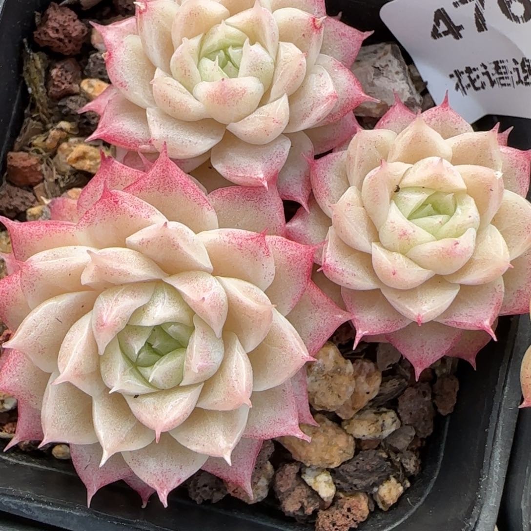 花语逸境0218-476