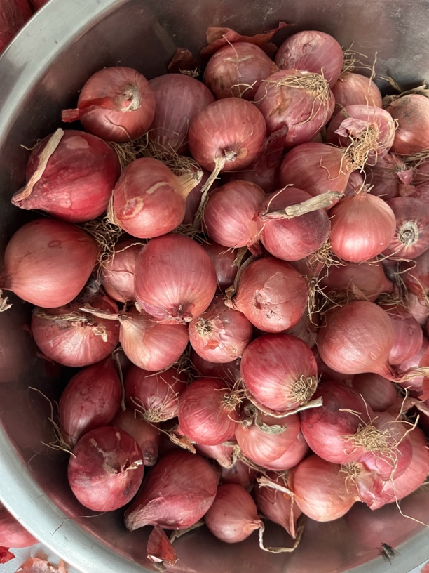 东北农村大果毛葱