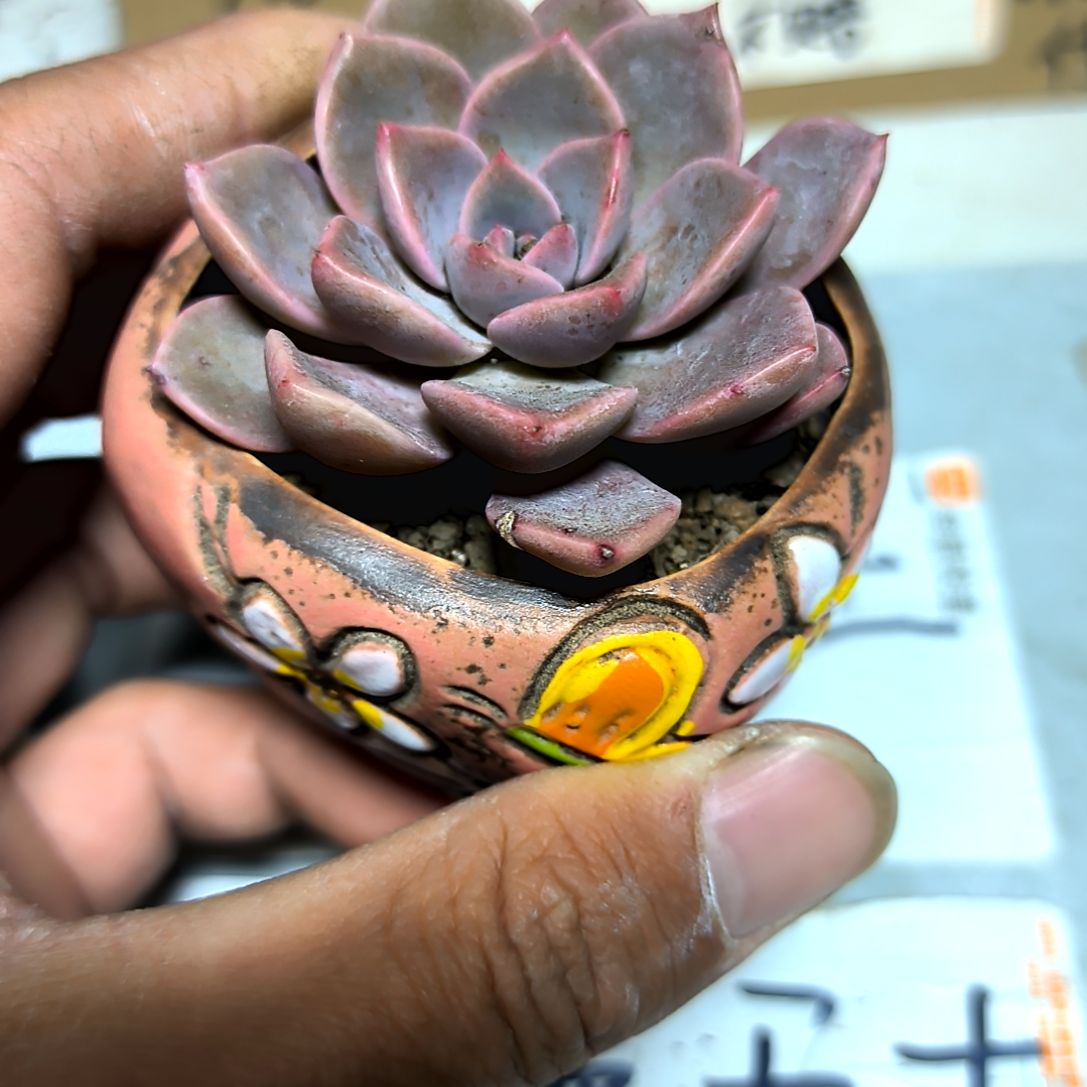 满6元包邮，红粉佳人俩颗