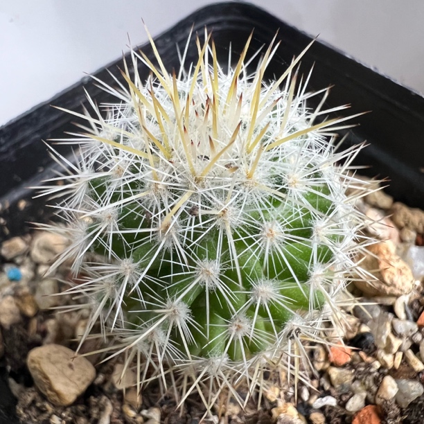 欧系乳突实生仙人球多肉植物防辐射适合阳台桌面绿植盆栽