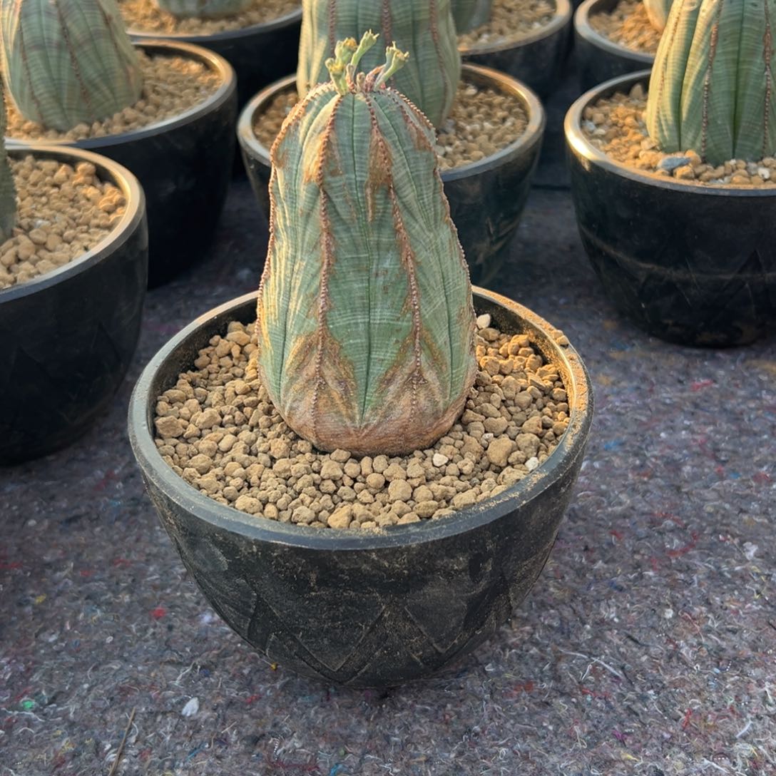 布纹wwwwwwwwwwewww