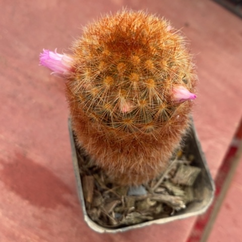 红刺嘉文丸3仙人球