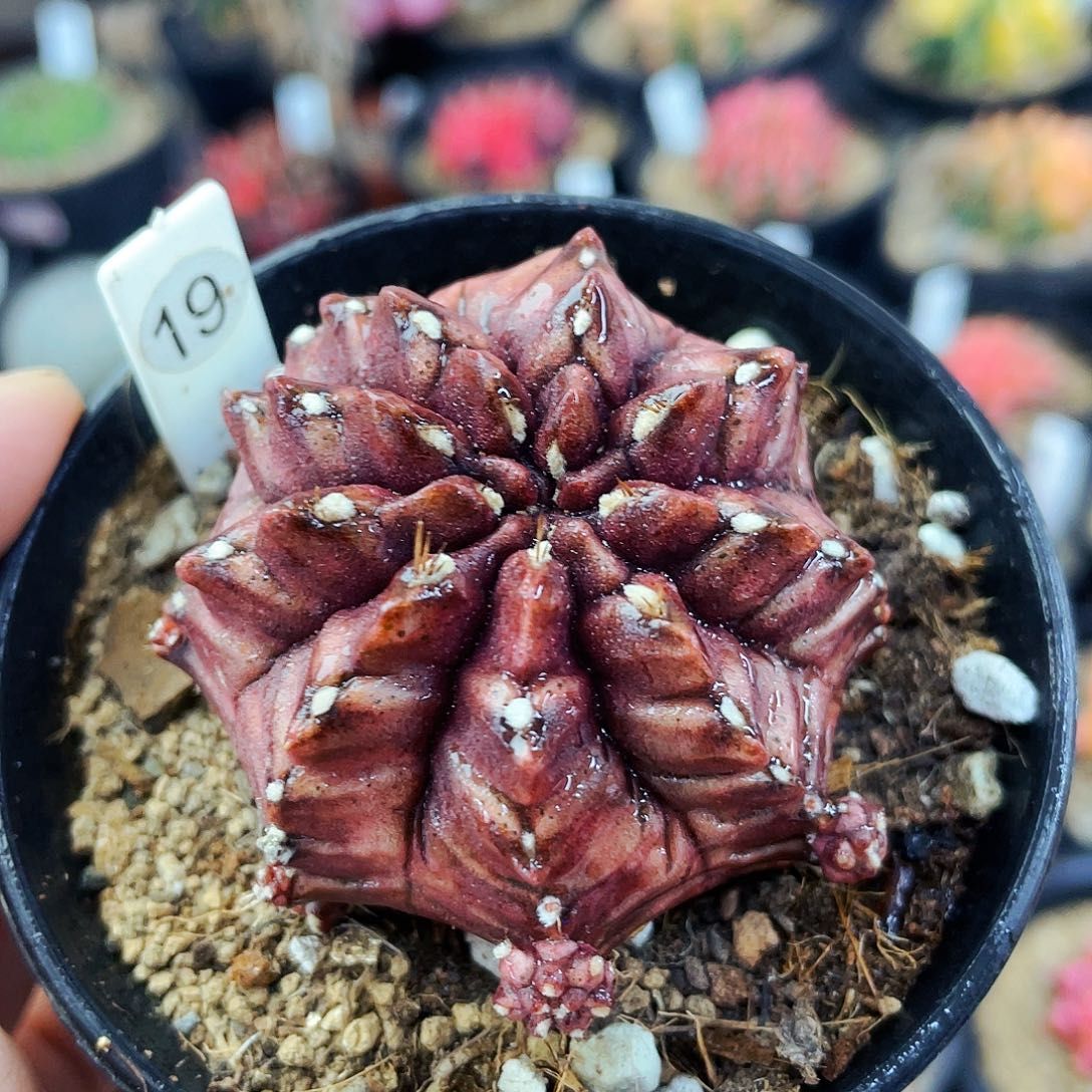 非偏远地区满25包邮仙人球自根