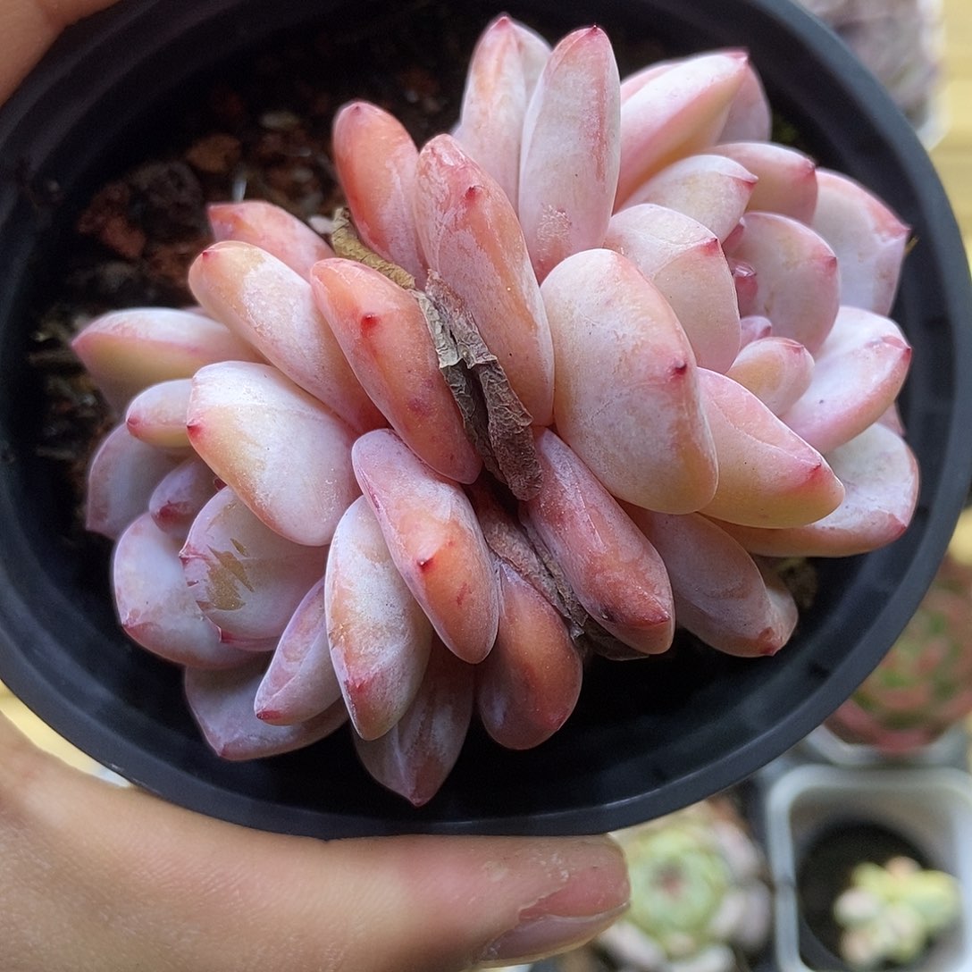 一物一拍一单包邮 208