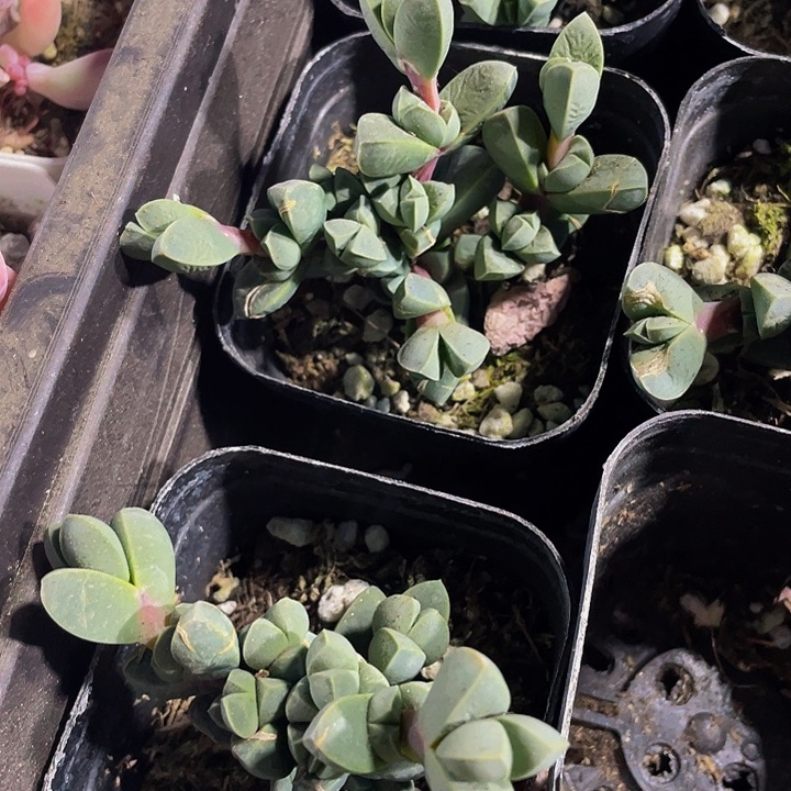 鹿角海棠2.8带盆