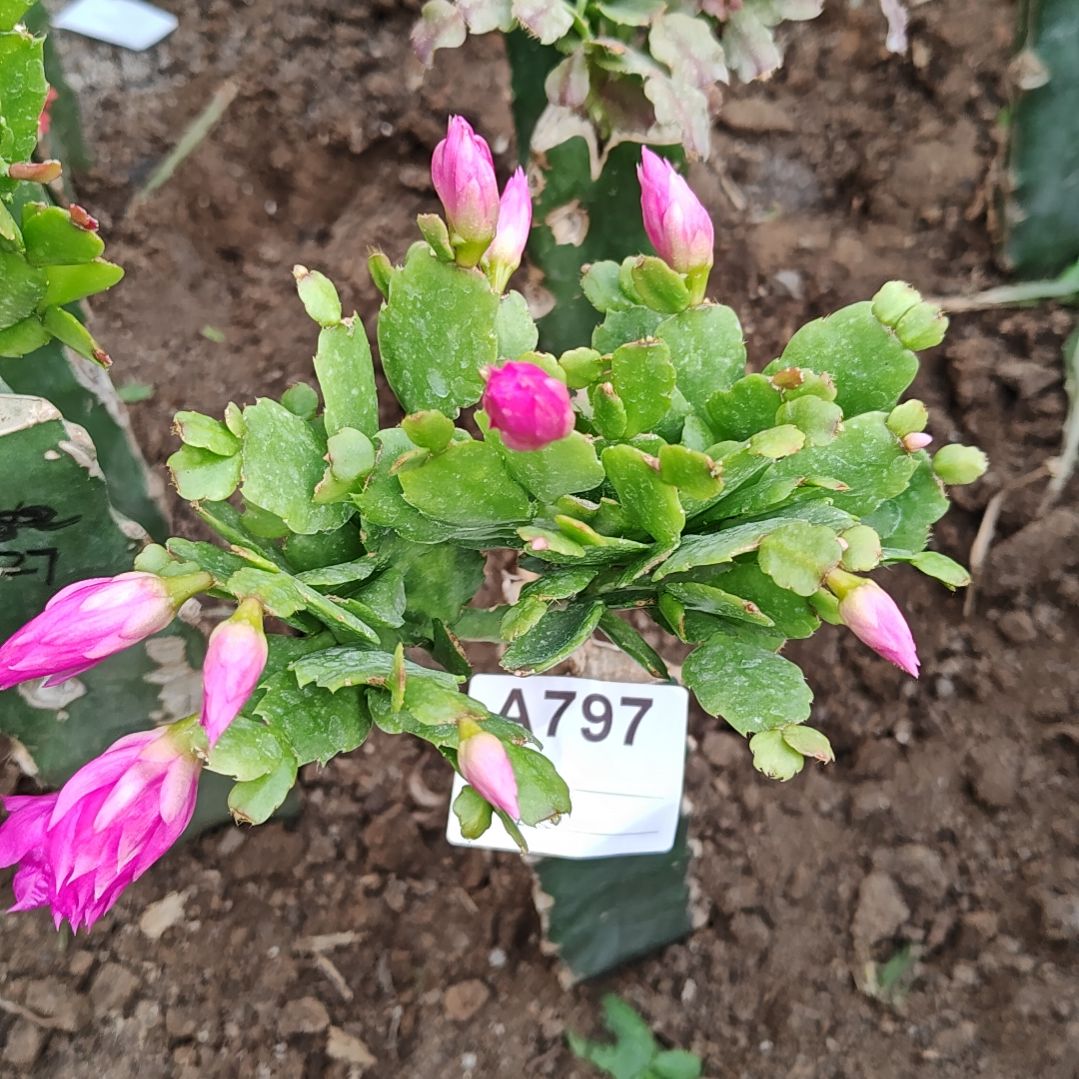 027紫重瓣脱土易掉苞芽797