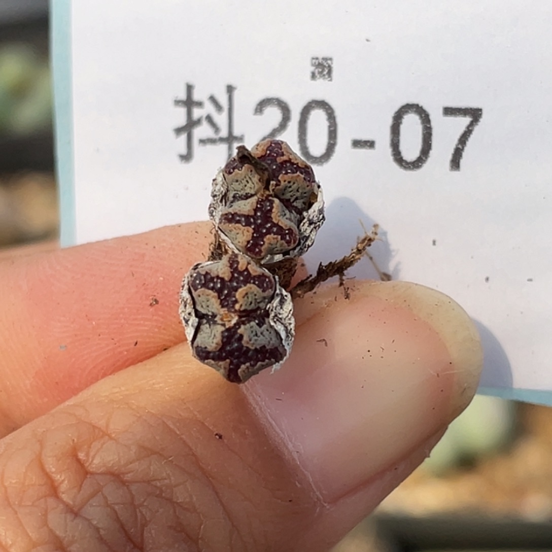 20-7勋章多肉植物