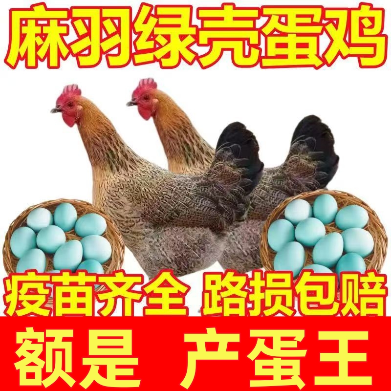 畜牧养殖饲料健康好喂养