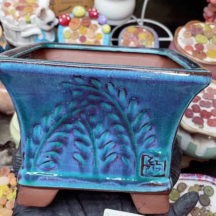 生石花满18包邮14-43