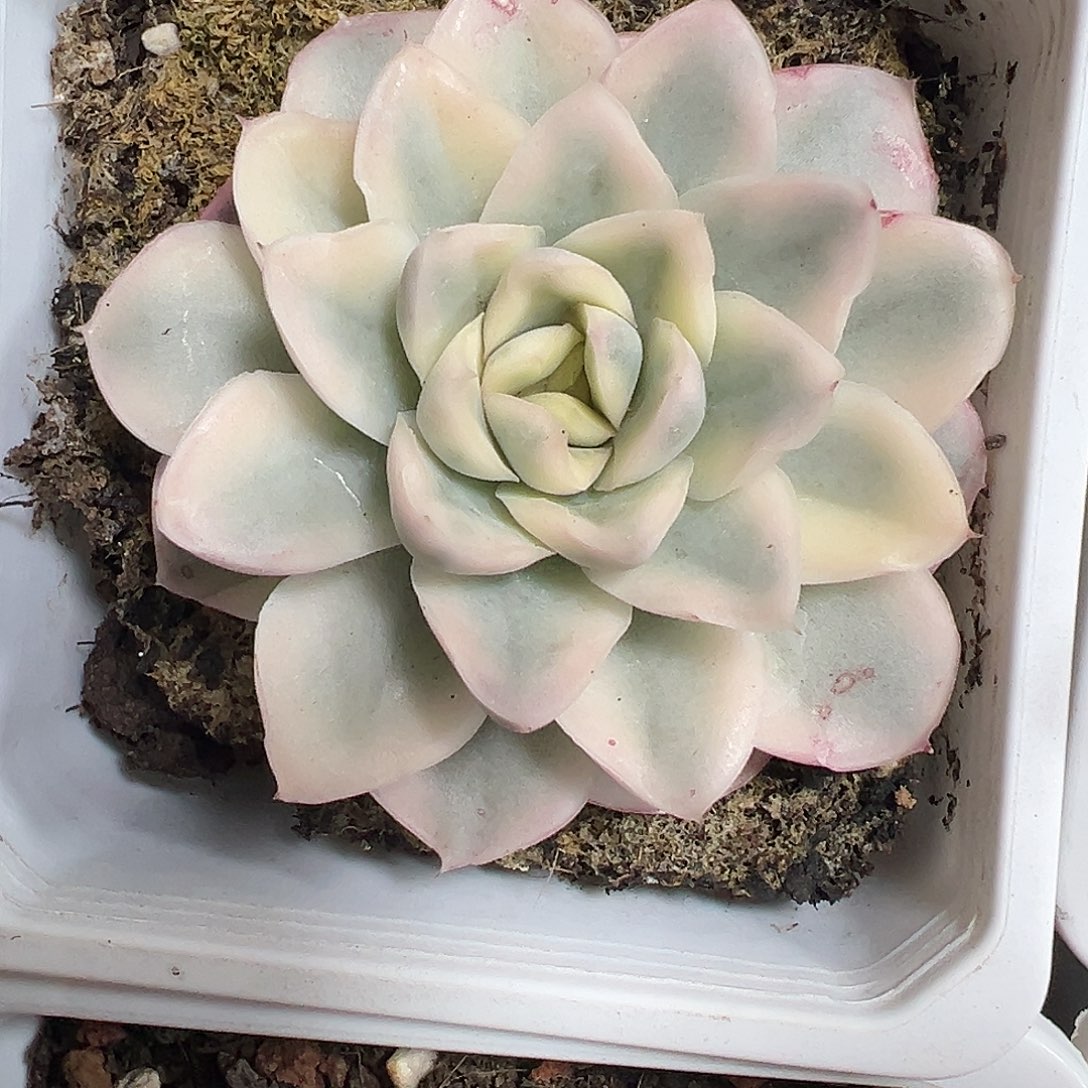 满38包邮雪鸢锦多肉