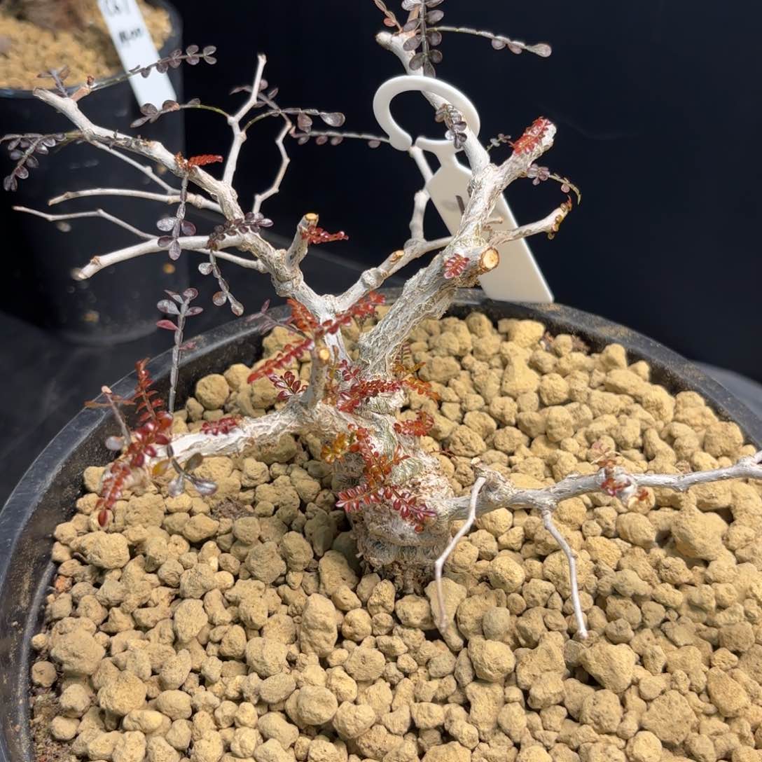 木   象足漆树带盆土1