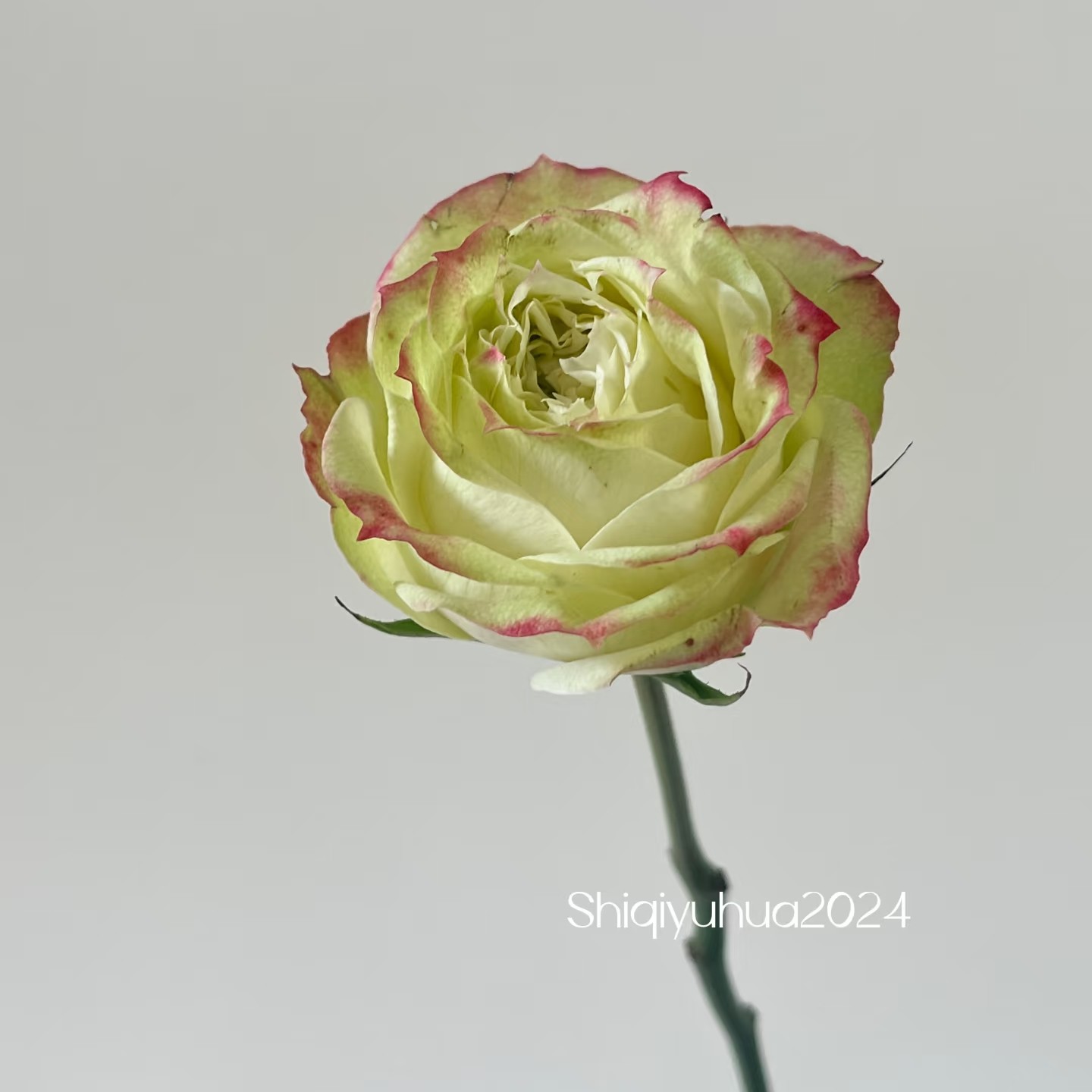 青苹果杰克20枝单头玫瑰，昆明斗南顺丰直发