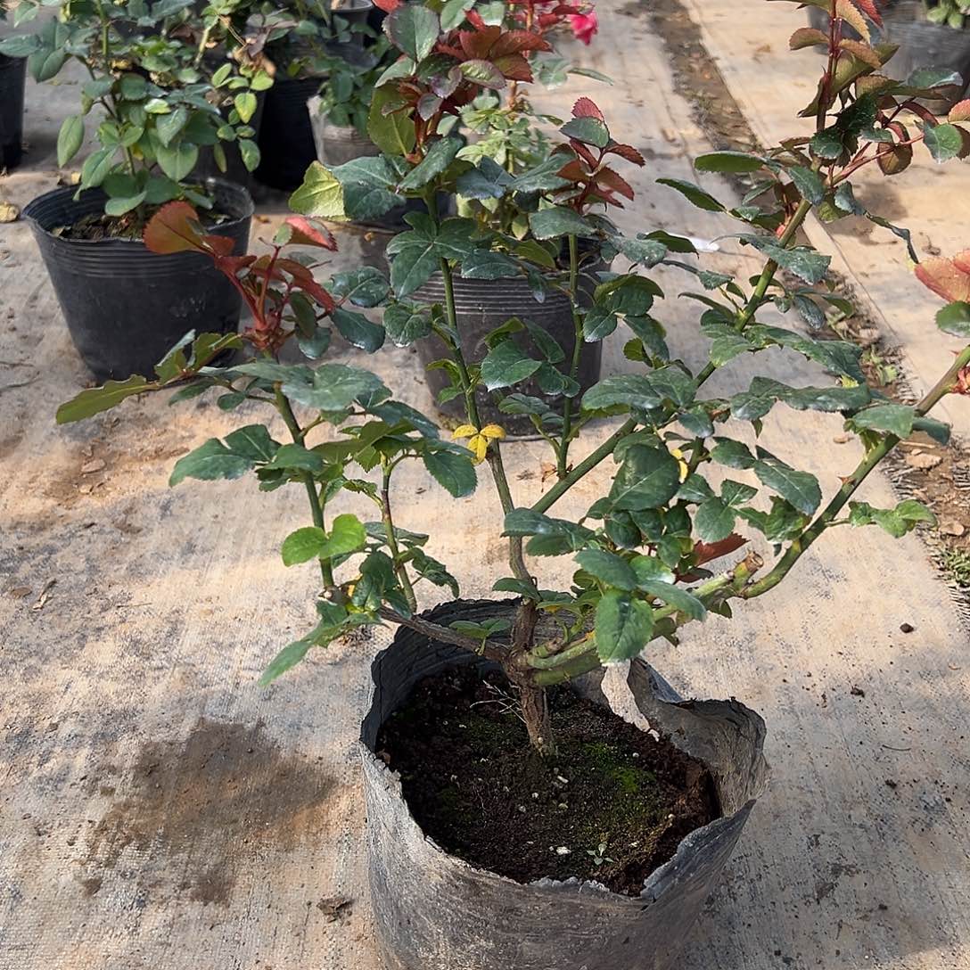 当前无花栽培后可以开花