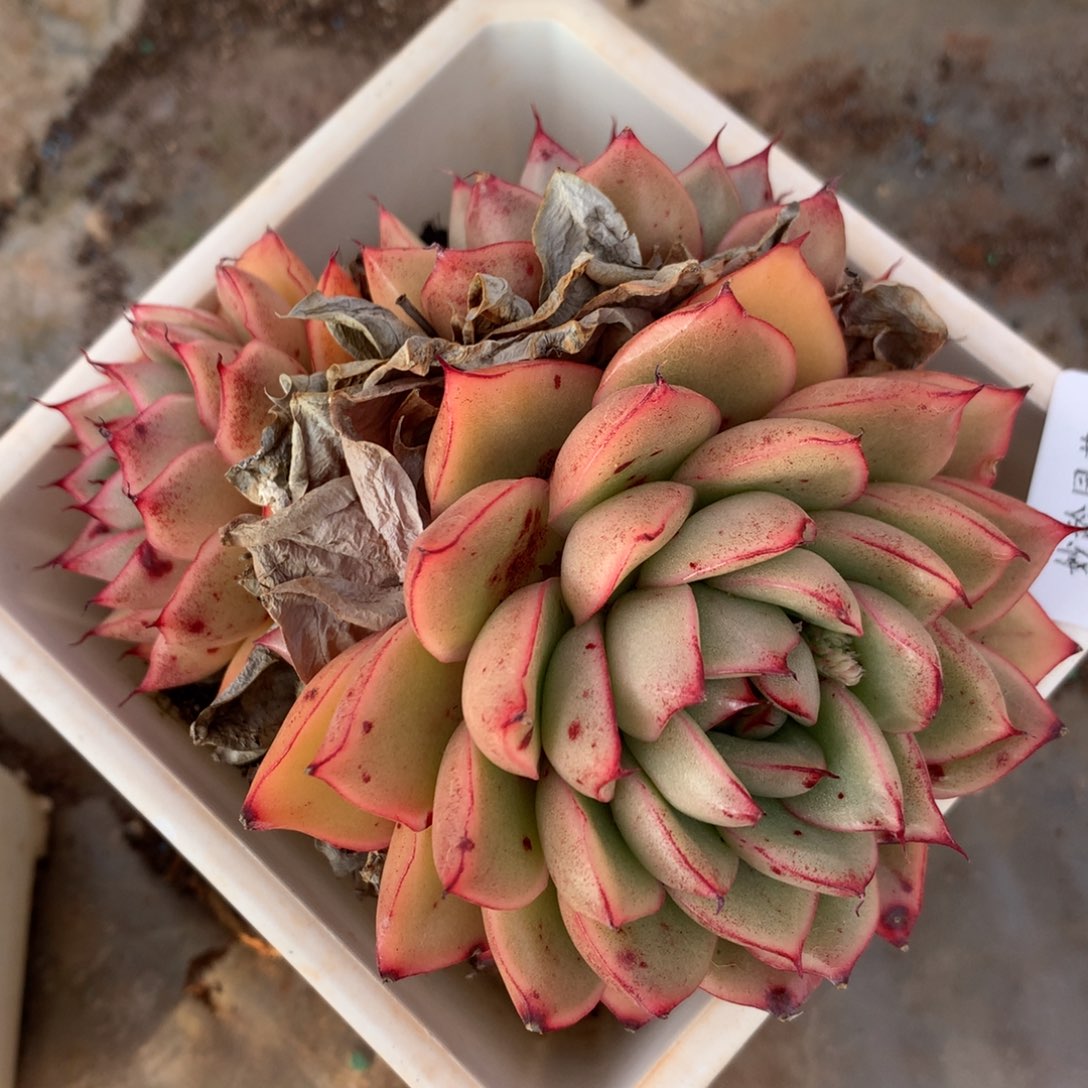 4297杂交多肉植物