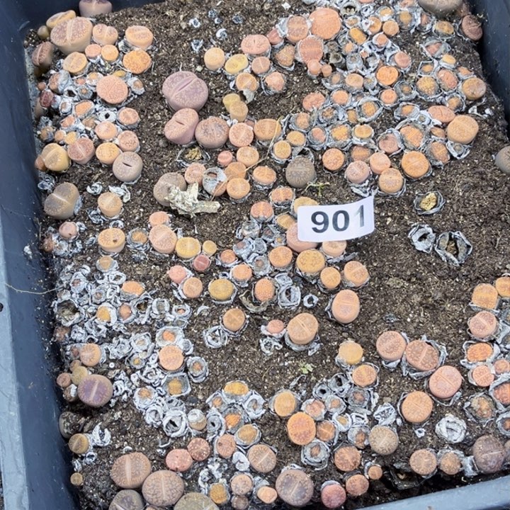 901 生石花一物一图如图