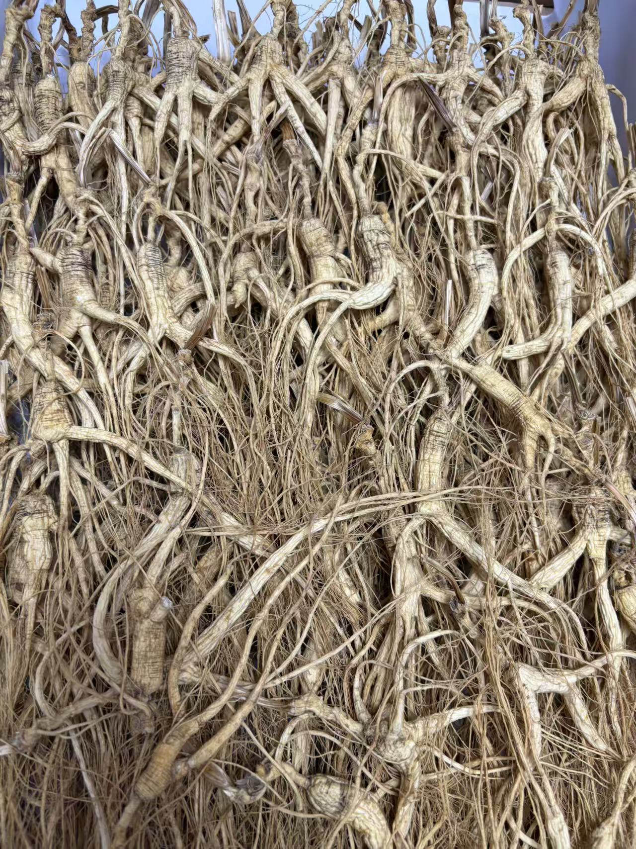 【唐总精选】长白山野山参