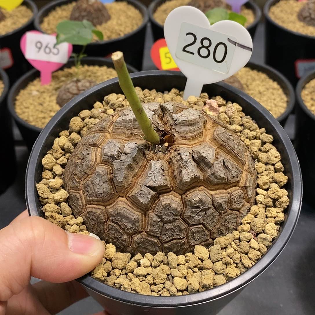 南非龟甲龙龟甲龙