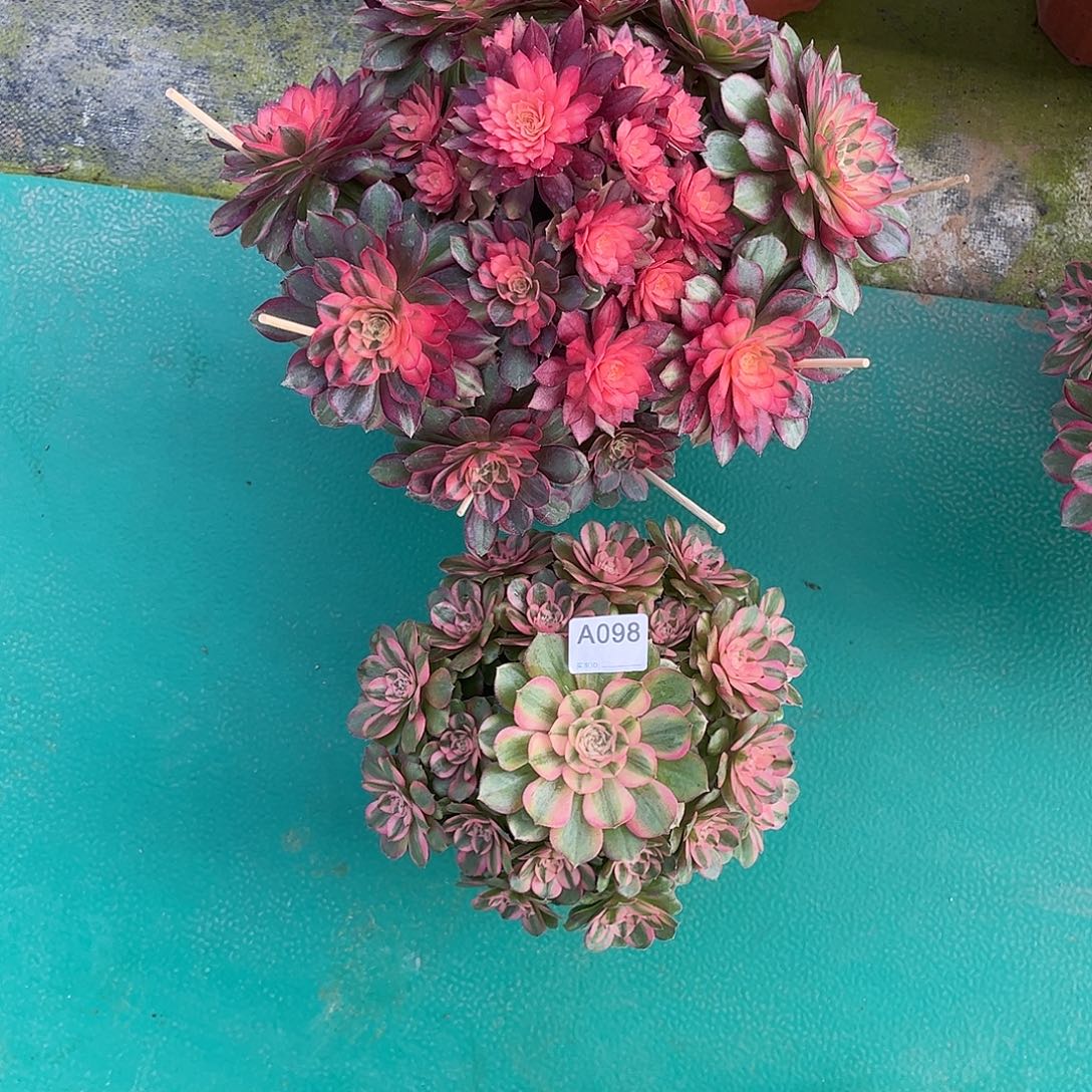 如***✺多肉黑魔锦励志00000098