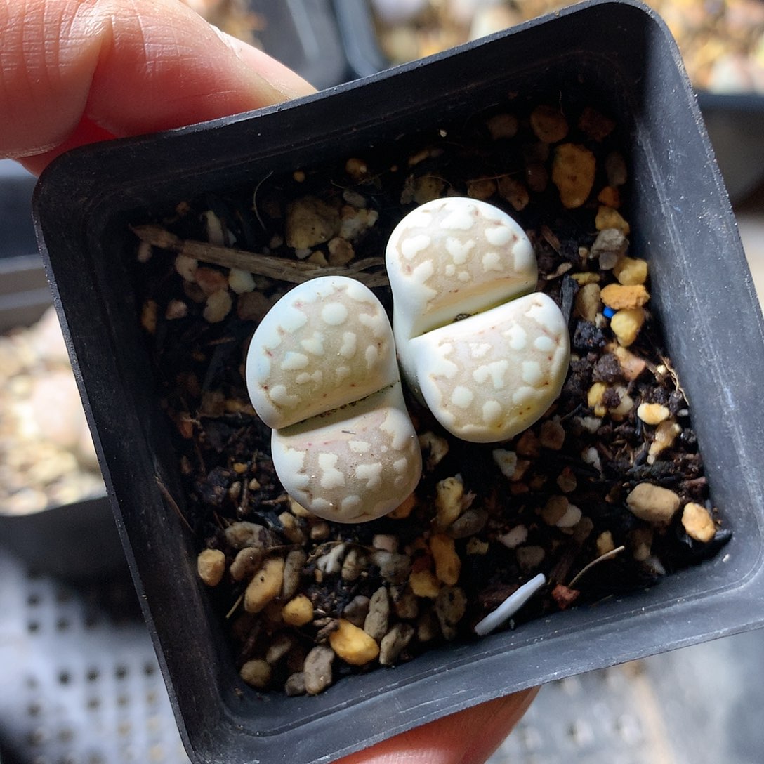 H335多肉植物保护