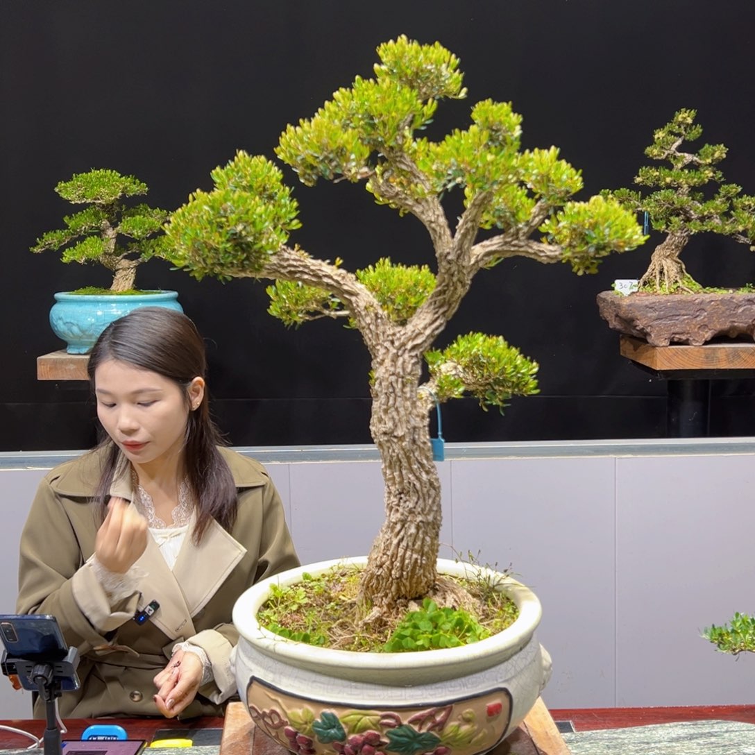 黄杨盆景老桩四季长青