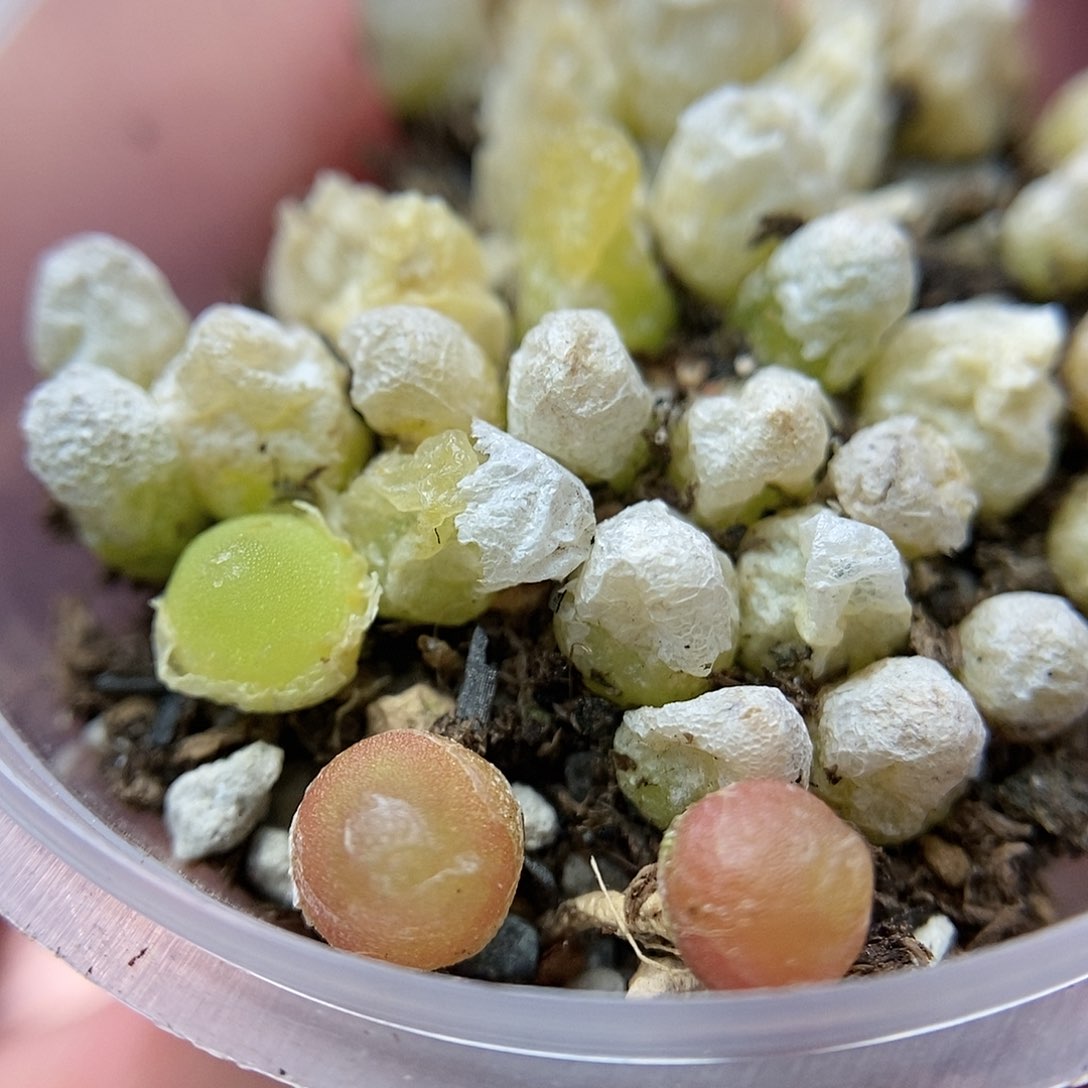 哈墨灯泡20颗二蜕苗子带老皮发货包邮