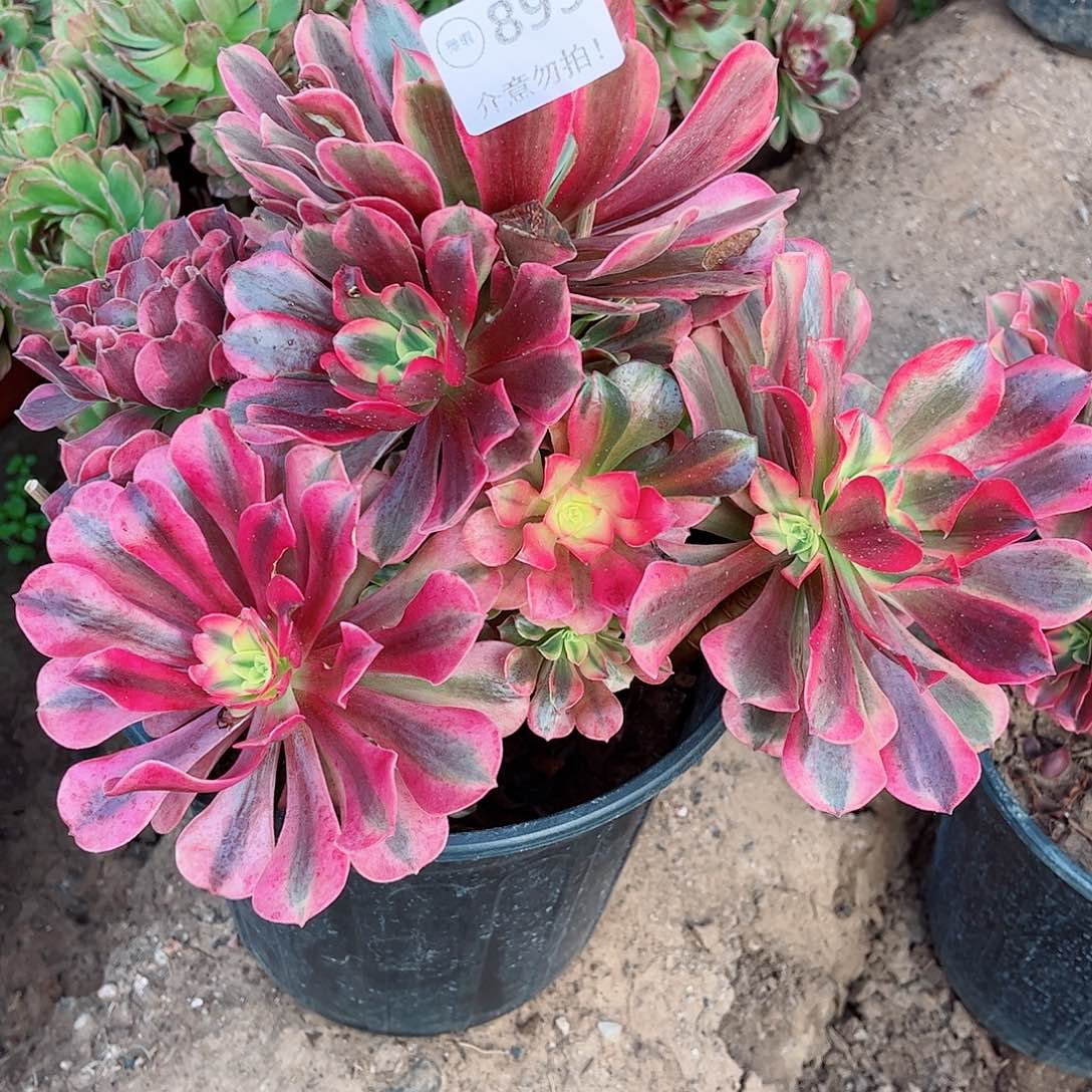 无花朵多肉植物893