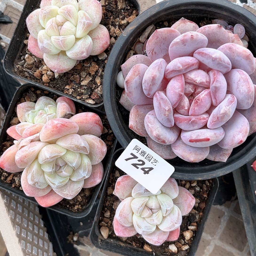 阿雅园艺。       724