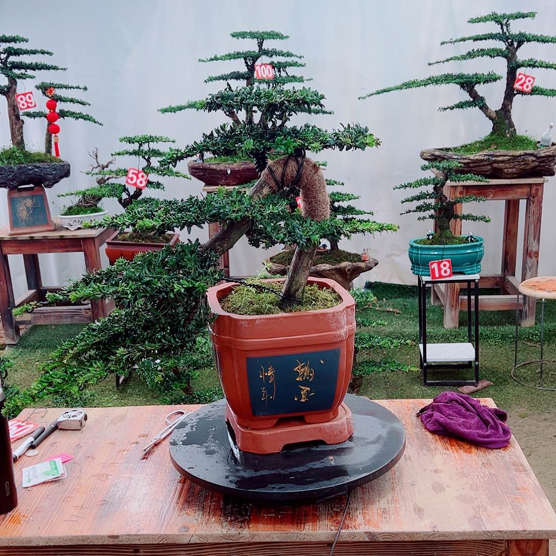 罗汉松小老桩红芽罗汉松